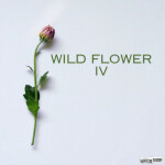 Wild Flower 4, альбом Q-Flo
