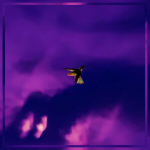a Hummingbird in a Hurricane