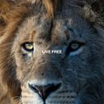 Live Free, album by Jaisua